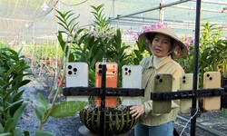Trồng lan cảnh nghệ thuật cho lợi nhuận 2 tỷ đồng/năm