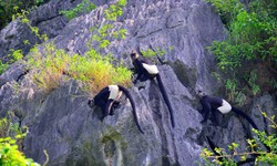 Chiêm ngưỡng voọc mông trắng leo trèo trên cây muội hồng bị săn lùng trong rừng tự nhiên