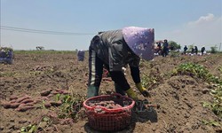 Cung vượt cầu, giá khoai lang tại Gia Lai giảm sâu