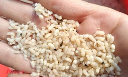 Ăn trứng kiến, người phụ nữ 63 tuổi bị sốc phản vệ