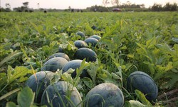 Giá dưa hấu xuống thấp, nông dân lao đao giữa vụ thu hoạch