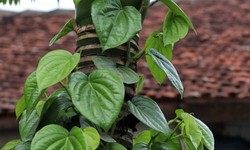 10 loại lá thảo dược hỗ trợ giảm cholesterol máu và bảo vệ động mạch