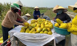 Ấm lòng cảnh dân làng "giải cứu" 10 tấn dưa cho người phụ nữ bị gãy chân