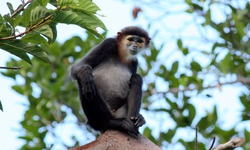 Ngắm các loài động, thực vật quý hiếm tại 2 Vườn Quốc gia ở Khánh Hoà