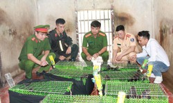 Ẩn mình trên mạng xã hội, đường dây buôn động vật quý hiếm vẫn "sa lưới"