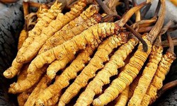 5 sai lầm phổ biến khi sử dụng đông trùng hạ thảo