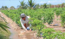 Vùng đất ‘tâm hạn’ ở Khánh Hoà được hồi sinh