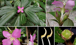 Hai loài thực vật mới phát hiện ở Quảng Trị có đặc điểm gì?