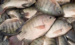 Cá rô phi có nhiều lợi ích sức khỏe nhưng vì sao chuyên gia khuyên nên ăn đúng cách?