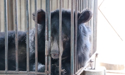 Giải cứu 2 cá thể gấu bị nuôi nhốt nhiều năm về 'nhà mới' ở Bạch Mã