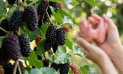 4 lý do người bệnh tuyến giáp nên ăn quả dâu tằm