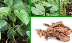 Công dụng quý giá của Thiên niên kiện với sức khỏe xương khớp