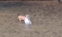 Khoảnh khắc hiếm: Nai rừng vỗ nước giữa suối ở Pù Mát