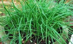 Cách dùng lá hẹ giải độc cơ thể và bảo vệ gan