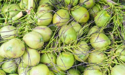 Uống nước dừa mỗi ngày huyết áp thay đổi như thế nào?