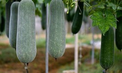 Bí xanh ngon, bổ dưỡng nhưng 4 nhóm người nên tránh