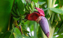 7 lý do nên ăn hoa chuối