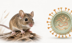 Nhiễm virus Hanta từ môi trường có nhiều chuột: cách phát hiện sớm để tránh biến chứng nguy hiểm