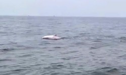 Đàn cá heo 'nhảy múa' ở vùng biển Đồ Sơn mang đến tín hiệu gì?