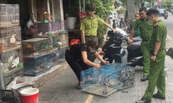 Cảnh báo nạn săn bắt chim để nuôi làm cảnh có thể bị xử phạt nặng