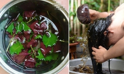 Dùng nước tía tô gội đầu mọc tóc con hiệu quả như thế nào?