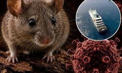 Điều gì khiến Hantavirus trở thành mối lo y tế dù ít gặp?