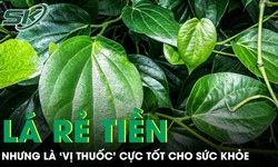 Loại lá rẻ tiền mọc khắp Việt Nam nhưng là 'vị thuốc' cực tốt cho sức khỏe