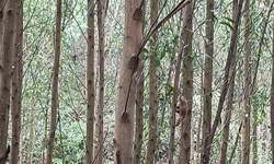 Đi lấy củi, người đàn ông phát hiện cu li quý hiếm dưới hố bỏ hoang