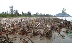 Cây ngập mặn ven biển bị chết hàng loạt ở Nghệ An