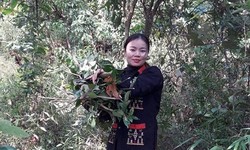 Lương y Lý Thị Mỹ Châu – Cố gắng gìn giữ bản sắc thuốc Nam của người Dao Ba Vì