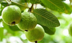 Ăn 1 quả ổi vào buổi sáng có tác dụng gì? 5 lý do bạn nên thử ngay