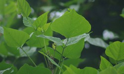 Bài thuốc chữa bệnh từ lá vông nem