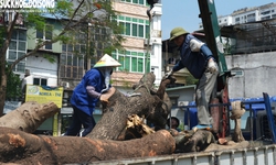 Đốn hạ loạt cây xanh làm đường huyết mạch ở trung tâm Hà Nội