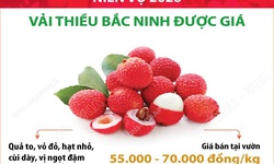 Niên vụ 2026: Vải thiều Bắc Ninh được giá