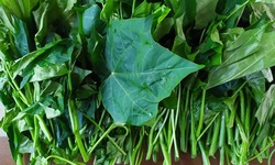 Cây rau mì chính có tác dụng gì?