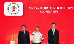 HTX Đông trùng hạ thảo Hà Giang: Nâng tầm dược liệu quý với giá thể sâu chít giàu dinh dưỡng