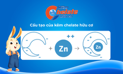 Kẽm Chelate hữu cơ – Giải pháp cho hơn 60% trẻ em Việt Nam thiếu kẽm