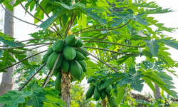 6 tác dụng đặc biệt của lá đu đủ