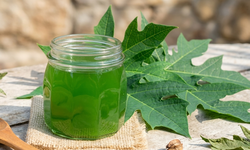 7 lợi ích sức khỏe khi uống nước lá đu đủ 3 lần một tuần