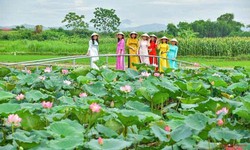 Về Thành Nhà Hồ ngắm sen nở, đi xe điện khám phá làng cổ trăm năm