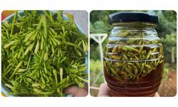 4 tác dụng của hoa đu đủ đực ngâm mật ong