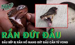 Rắn hổ mang bị chặt đứt đầu vẫn cắn chết người: Cẩn thận kẻo mất mạng