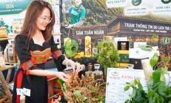 Đưa ‘Quốc bảo’ xuống phố, Đà Nẵng lần đầu tổ chức lễ hội sâm quốc tế