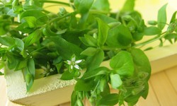 Rau xương cá có giúp hỗ trợ điều trị mụn nhọt?