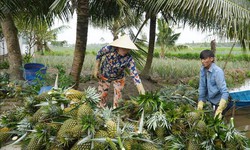 Nhà vườn thu lợi lớn nhờ giá nông sản nghịch vụ tăng mạnh