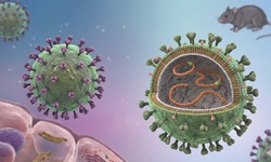 Bộ Y tế cập nhật thông tin mới nhất về bệnh do virus Hanta