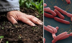 Cảnh báo bệnh Whitmore dễ mắc trong mùa mưa