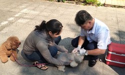 Siết quản lý chó thả rông, không đeo rọ mõm, người dân cần lưu ý gì?