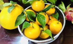 Ngày nào cũng ăn cam quýt, bưởi, điều gì sẽ xảy ra?