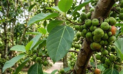 Lá sung nấu nước uống có tác dụng gì?